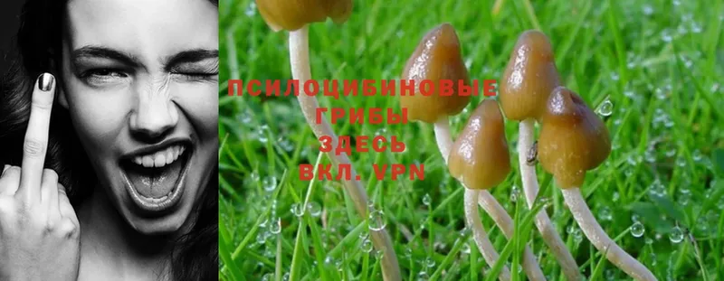 продажа наркотиков  Выкса  Галлюциногенные грибы Magic Shrooms 